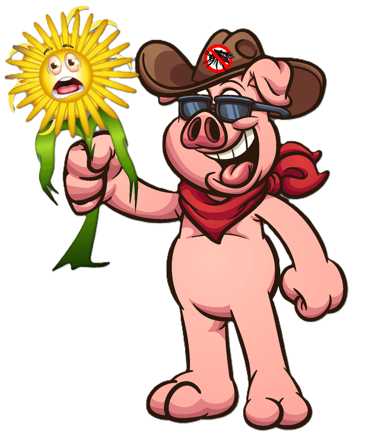 Hamann the cowboy pig mascot